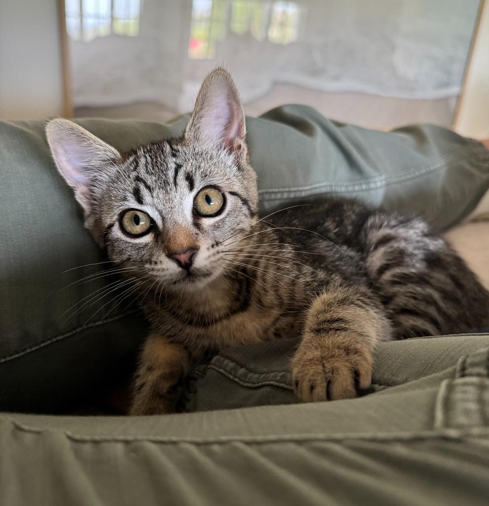 Willow, Adopted, Young Female Domestic Short Hair.