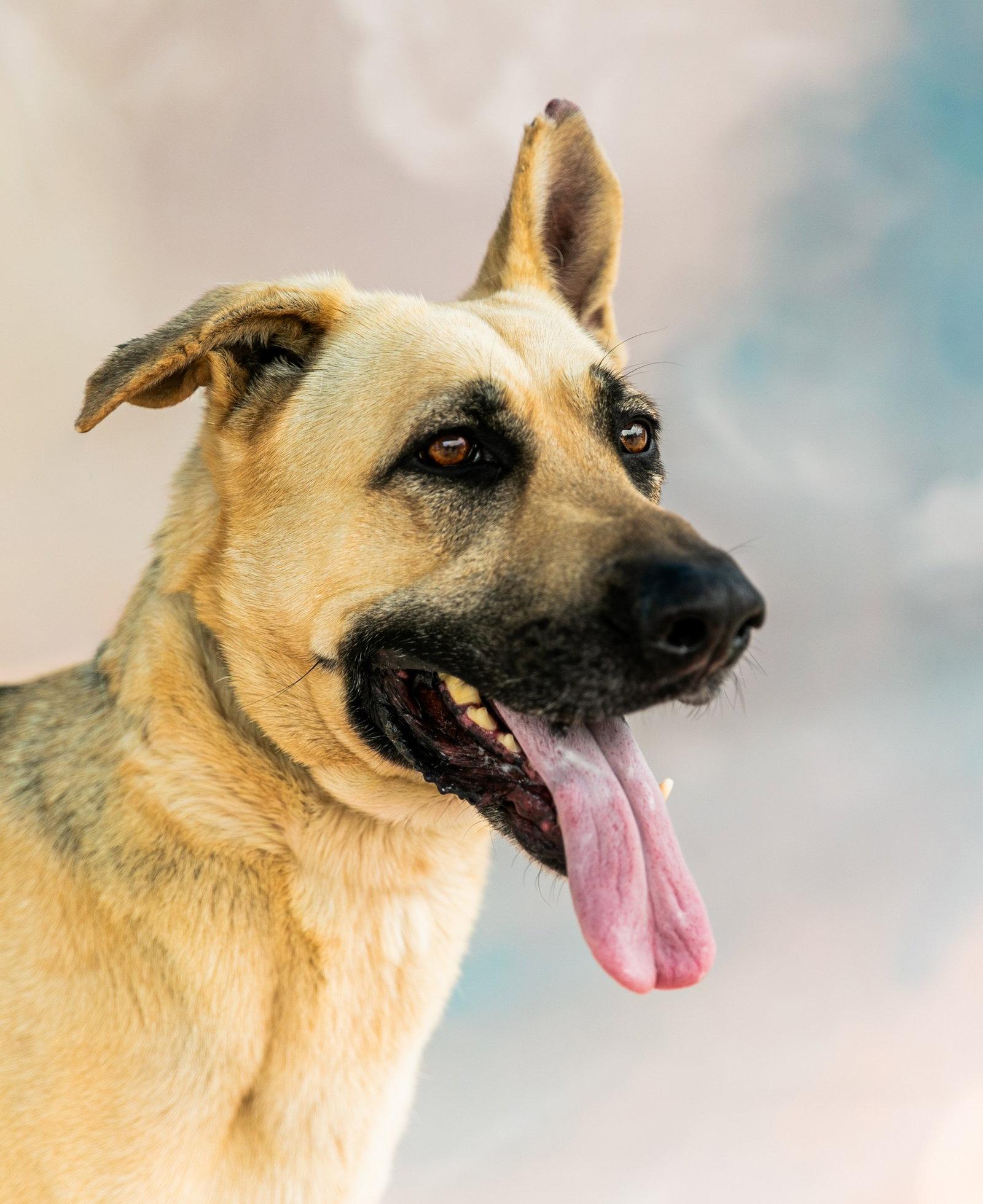 QUINN, Adoptable, Adult Female German Shepherd Dog.