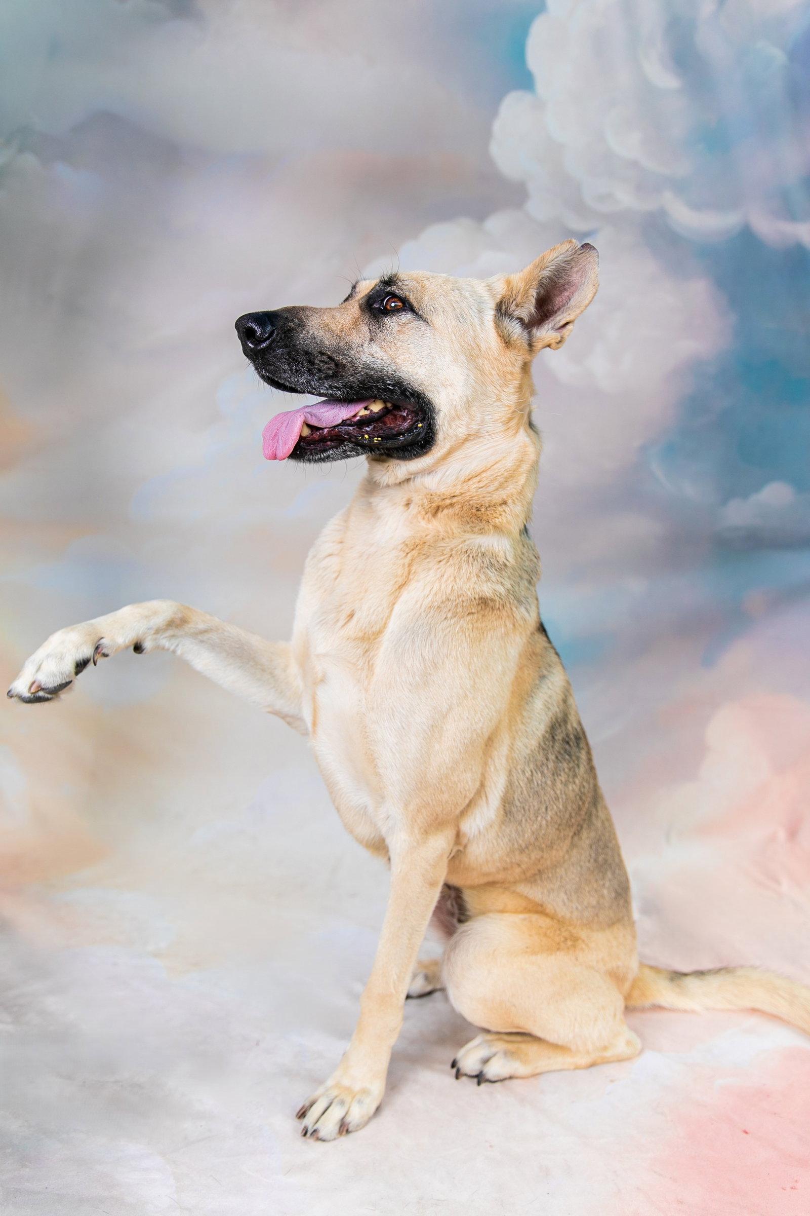 QUINN, a Adoptable German Shepherd Dog in Pasadena, CA image 2/2