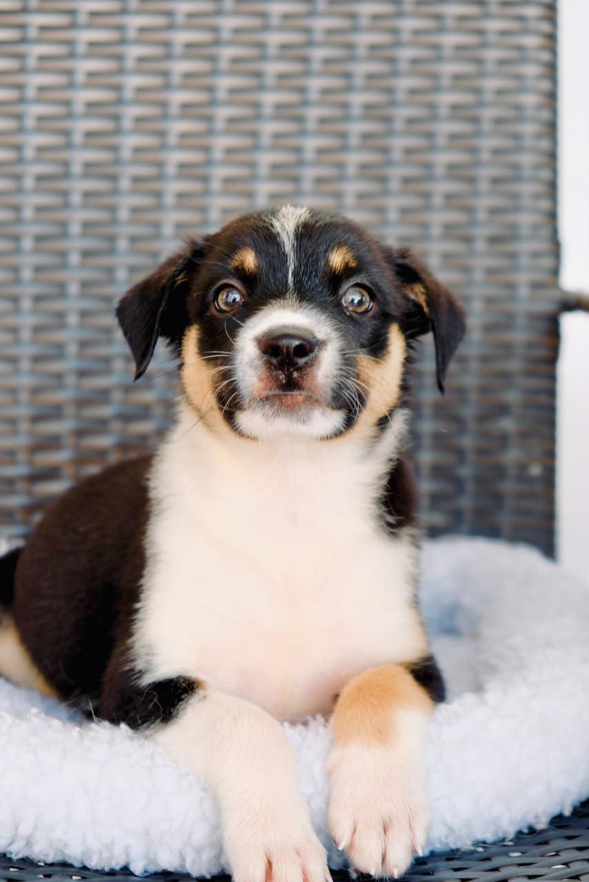 Enlarge Bessie, a Adopted mixed breed in San Diego, CA image 1/1