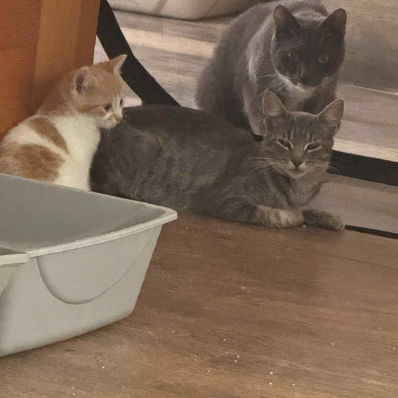 Gretsch, Gibson & Marshall