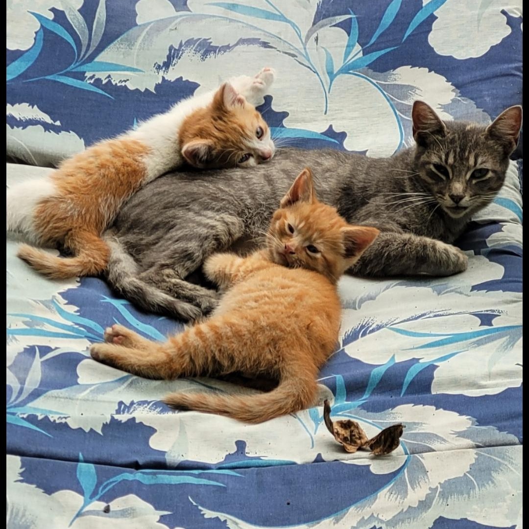 Gretsch, Gibson & Marshall