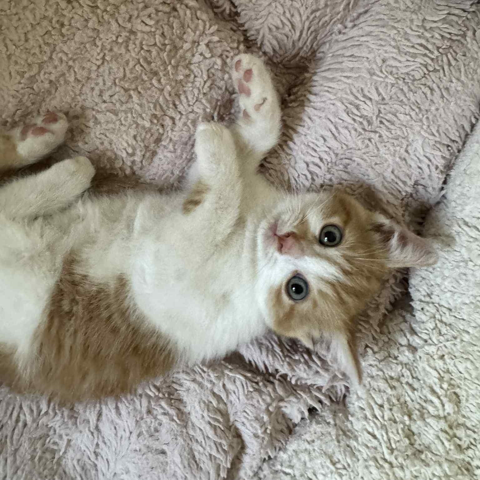 Gretsch, Gibson & Marshall