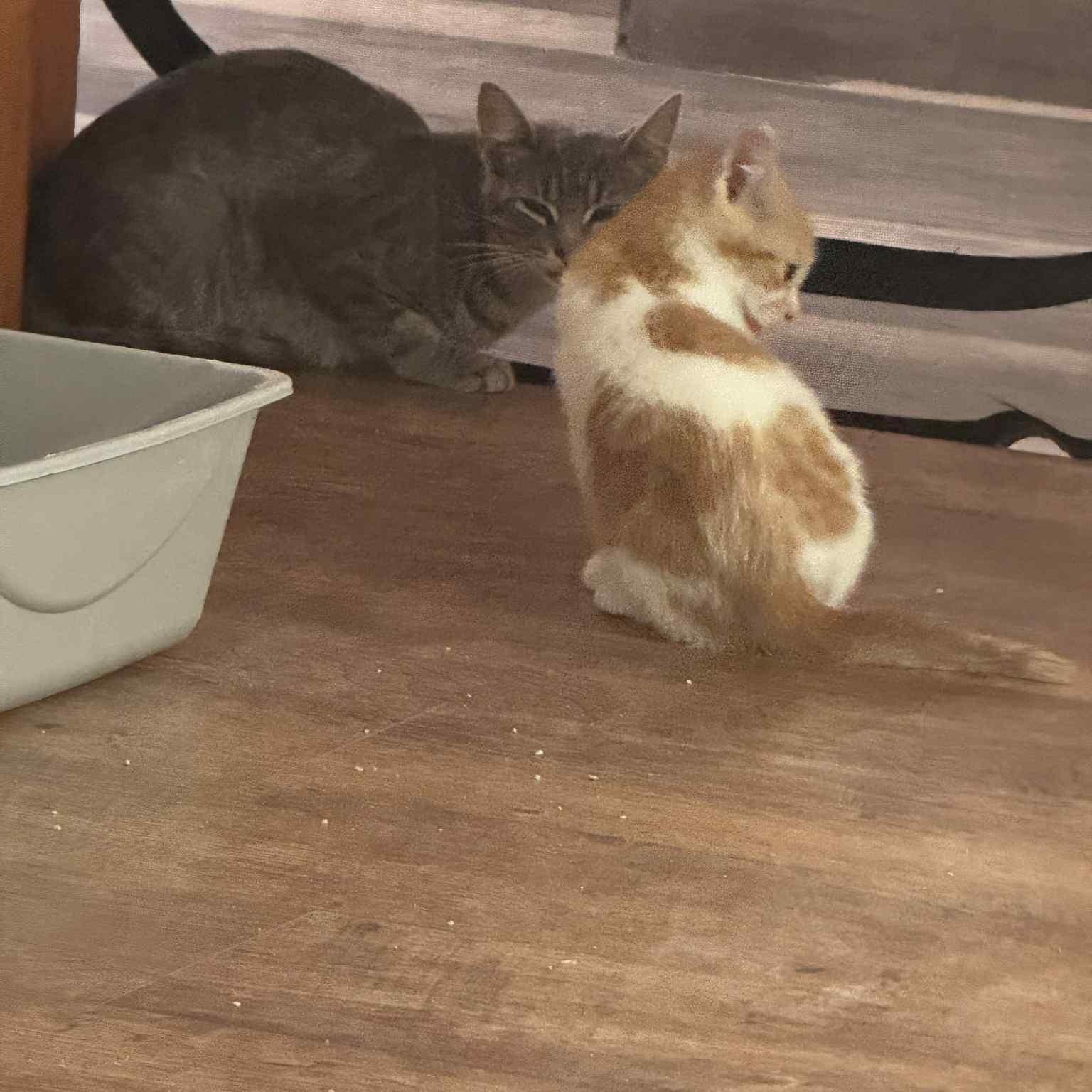 Gretsch, Gibson & Marshall