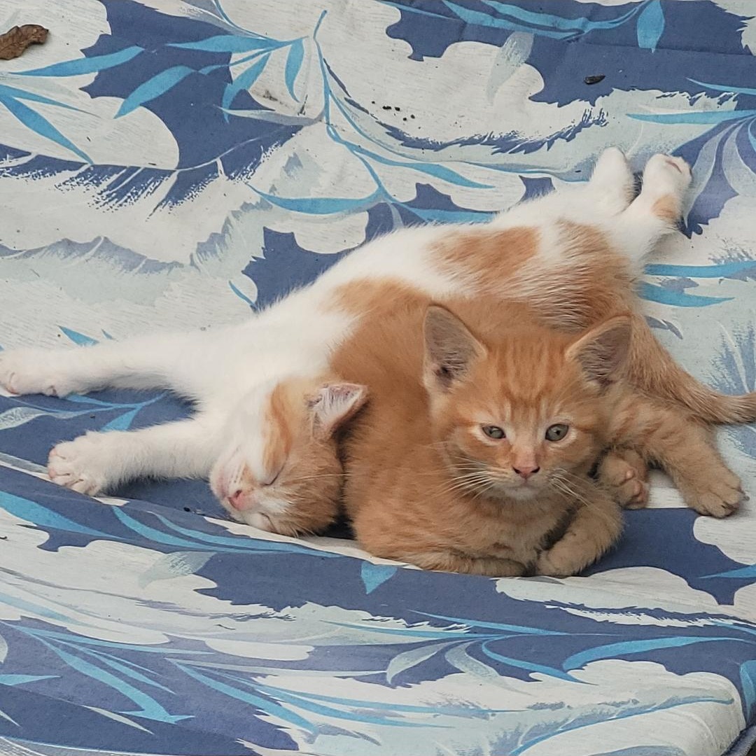 Gretsch, Gibson & Marshall