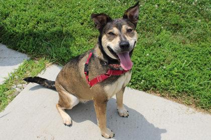 Enlarge Missy, a Adoptable mixed breed in Kansas City, MO image 1/3
