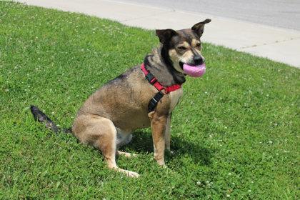 Missy, Adoptable, Adult Female Mixed Breed & Mixed Breed.