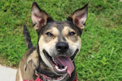 Enlarge Missy, a Adoptable mixed breed in Kansas City, MO image 3/3