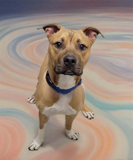 RANGER, Adoptable, Young Male Black Mouth Cur & Pit Bull Terrier.