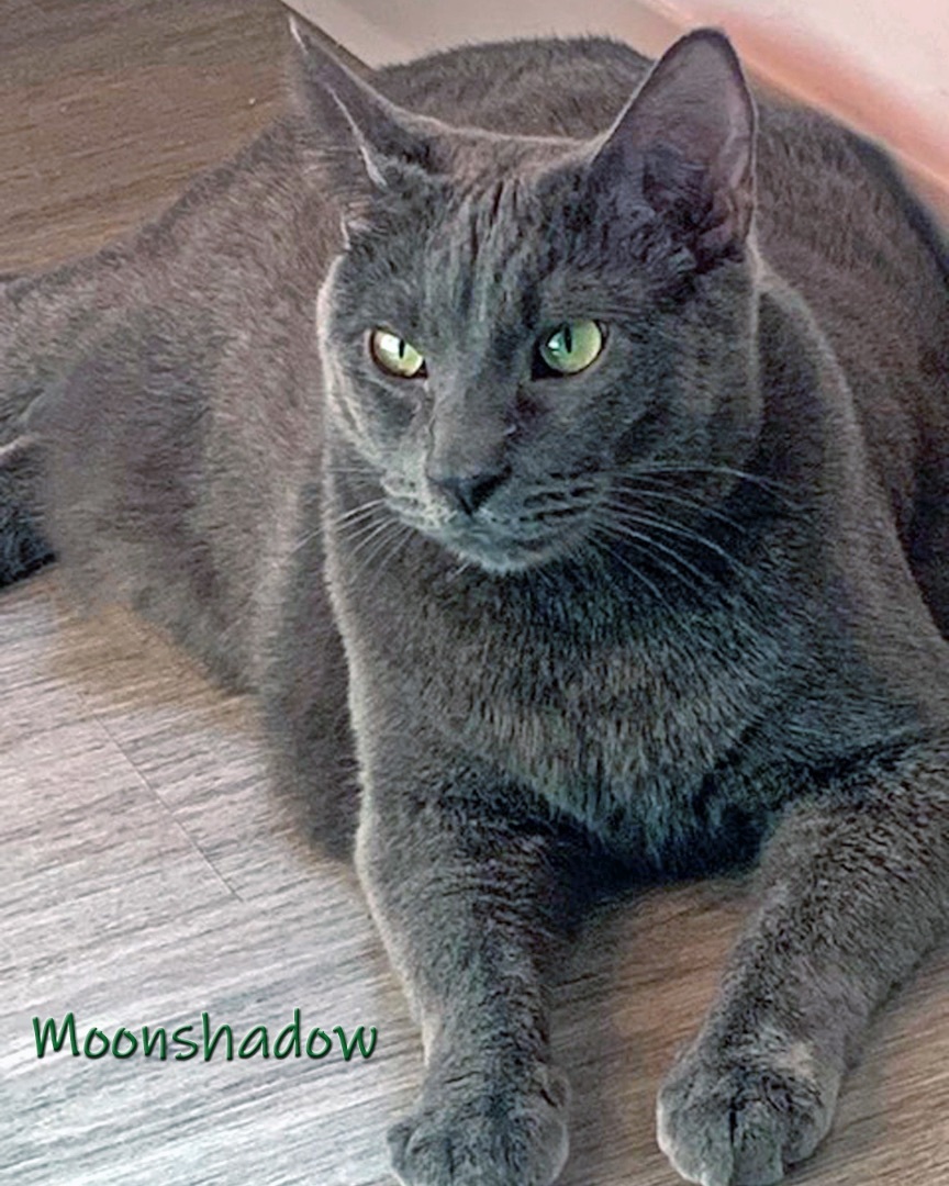 Moonshadow 1