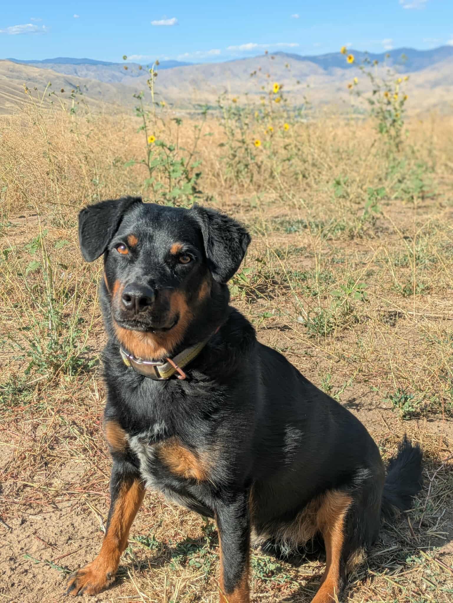 Rylen, an adoptable Cattle Dog, Rottweiler in Jackson, WY, 83002 | Photo Image 1