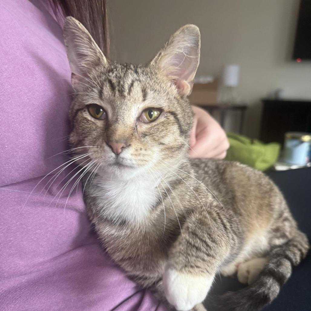 Boots, Adoptable, Young Male Domestic Short Hair.