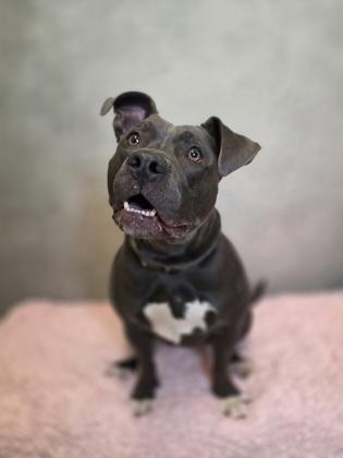Bella, Adoptable, Adult Female Pit Bull Terrier & Mixed Breed.