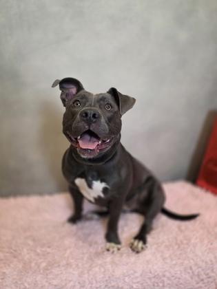 Enlarge Bella, a Adoptable mixed breed in Cedar Hill, TX image 2/2