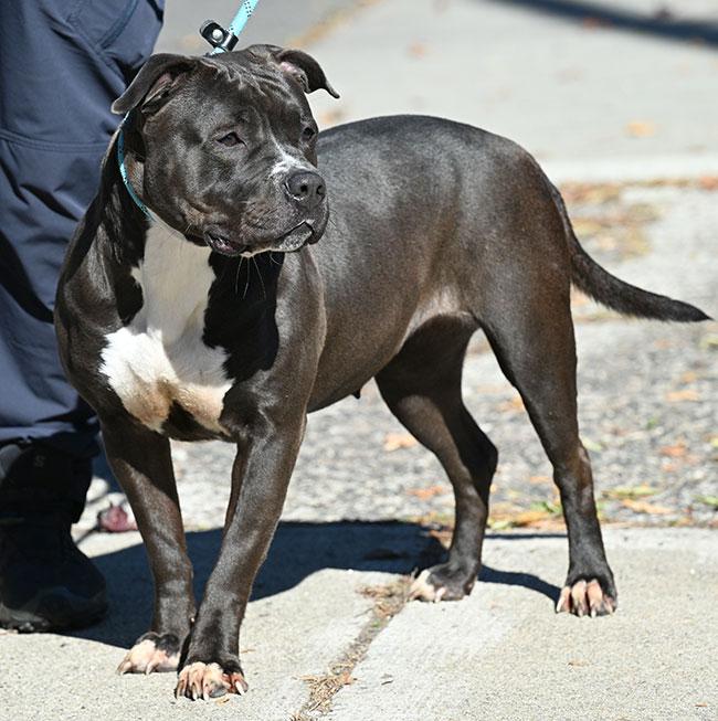 #239 Wednesday, a Adoptable mixed breed in New Haven, CT image 4/4