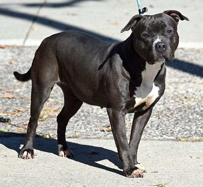 #239 Wednesday, a Adoptable mixed breed in New Haven, CT image 3/4