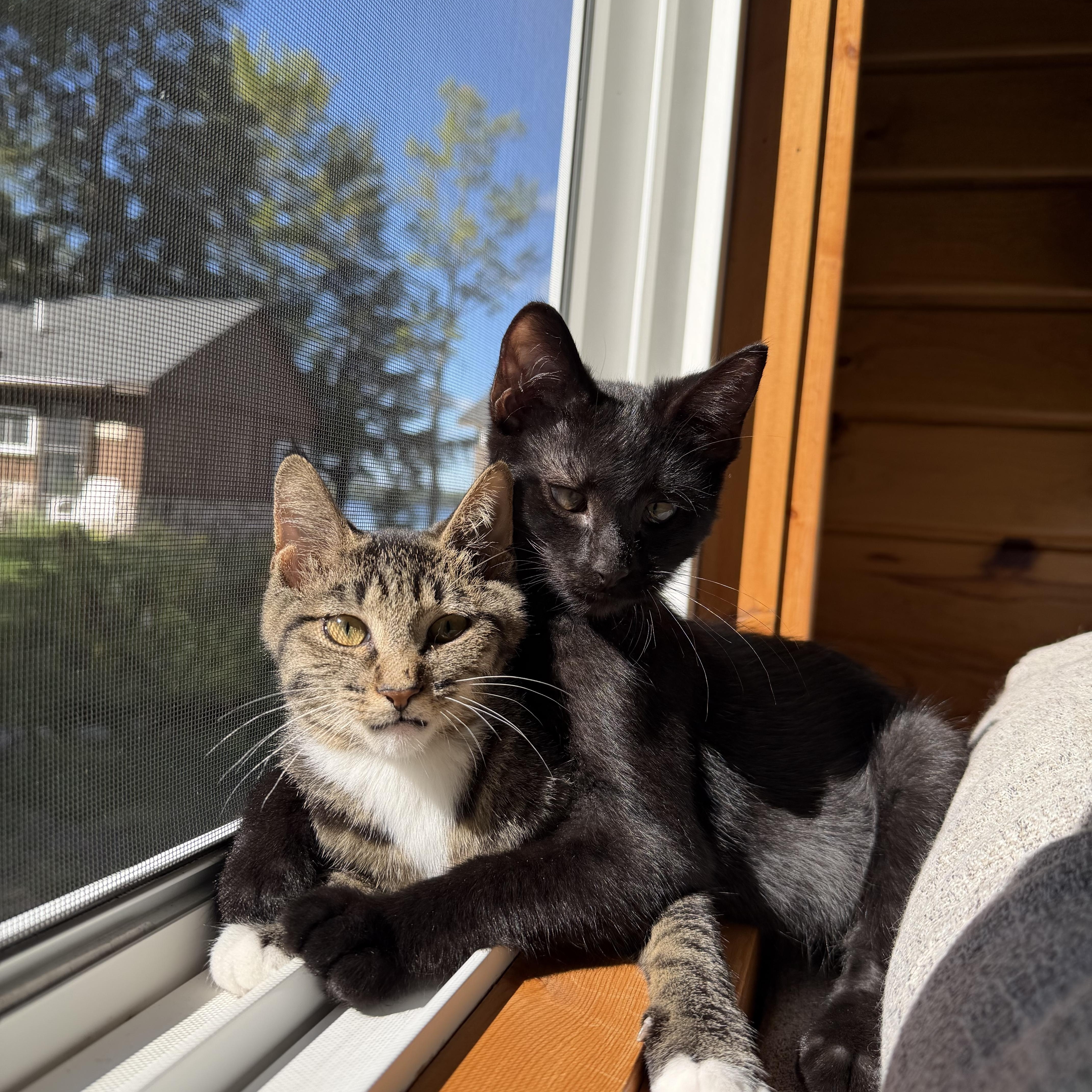 Blaze Amaze, a Adoptable Domestic Short Hair in Oak Park, MI image 3/5