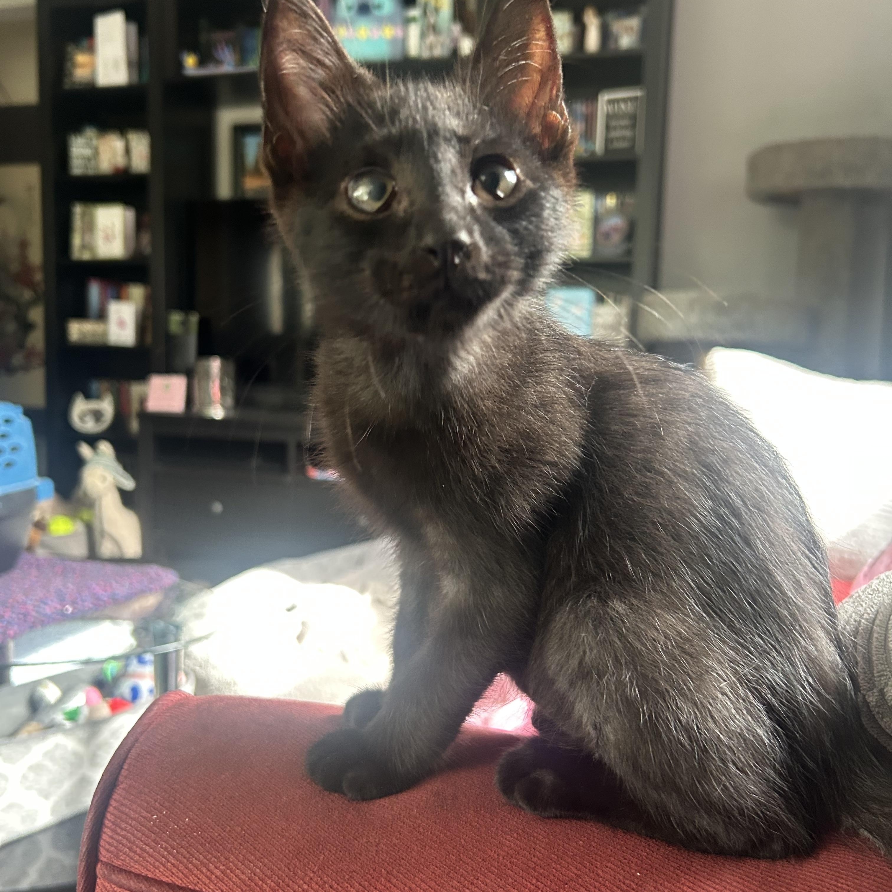 Blaze Amaze, a Adoptable Domestic Short Hair in Oak Park, MI image 5/5