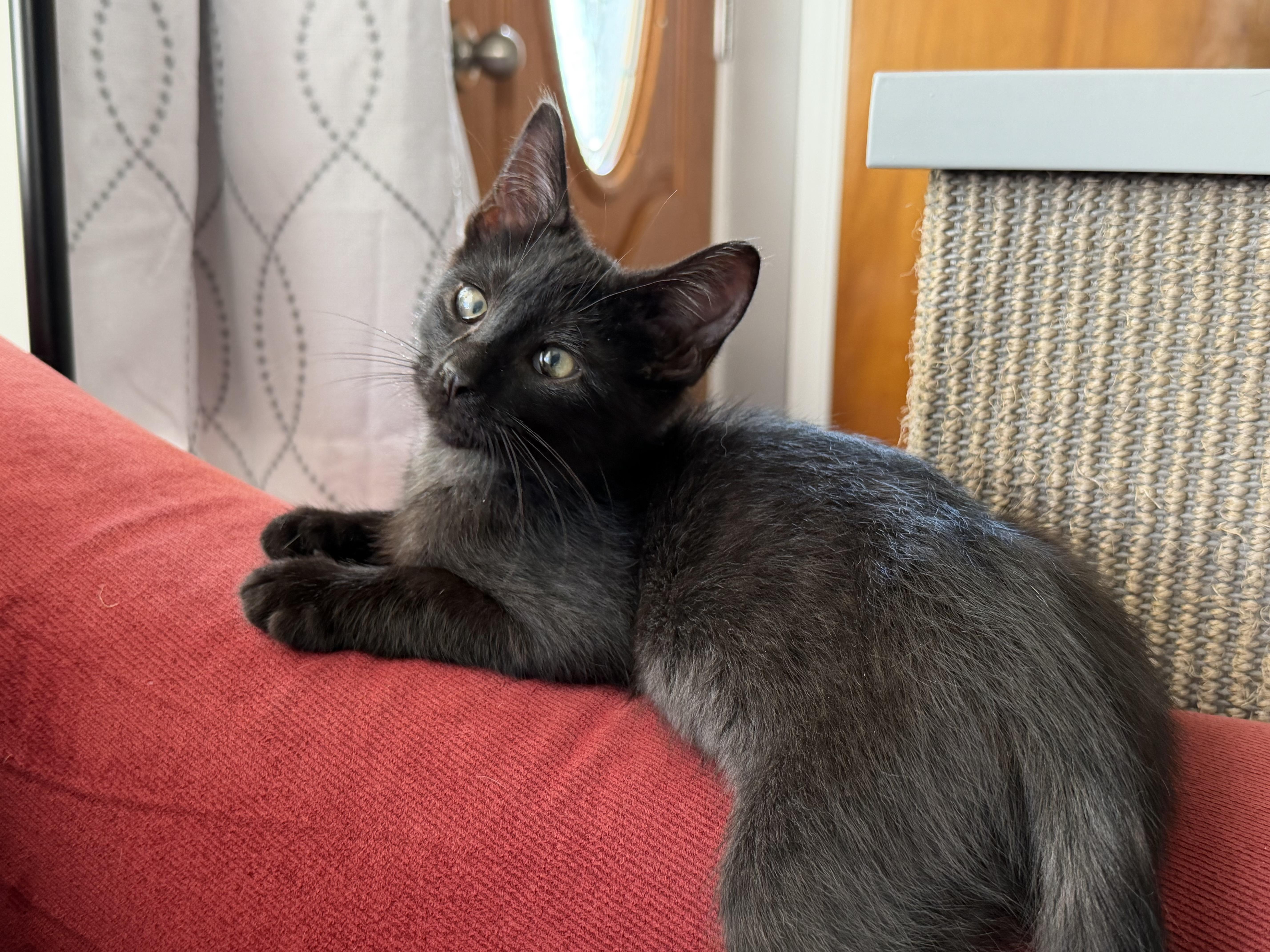 Blaze Amaze, a Adoptable Domestic Short Hair in Oak Park, MI image 4/5