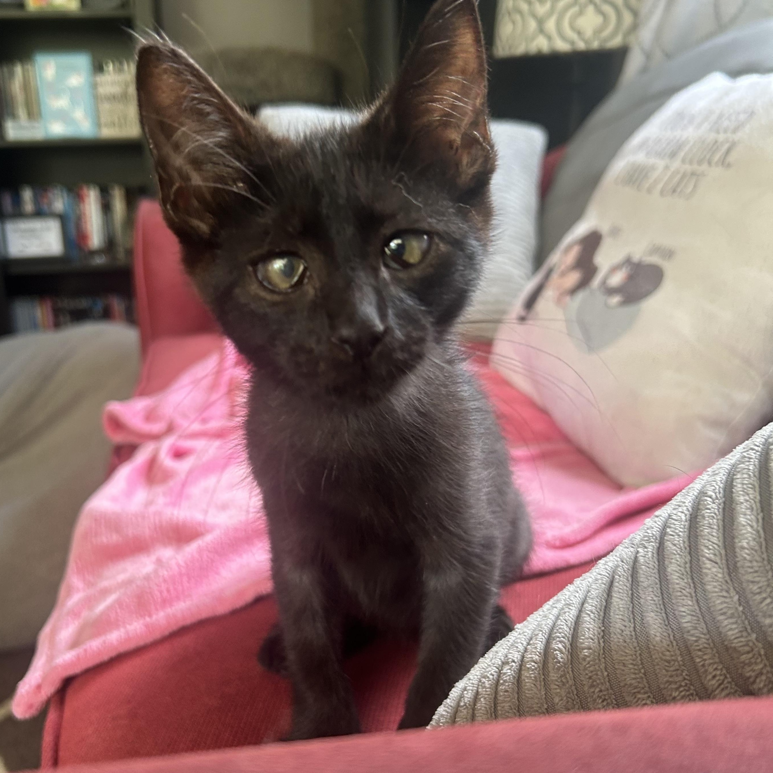 Blaze Amaze, a Adoptable Domestic Short Hair in Oak Park, MI image 1/5