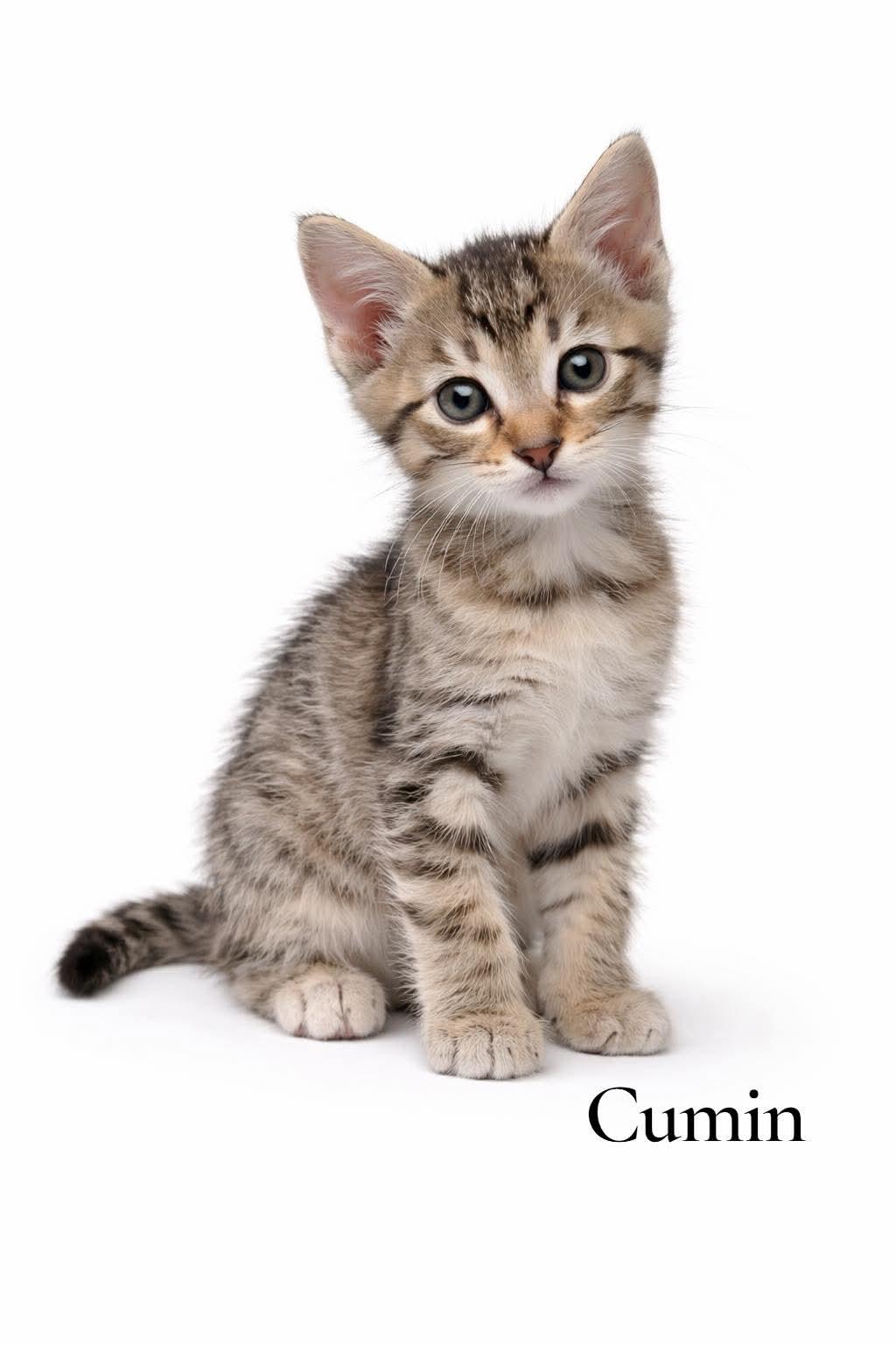 Cumin, adopted, Kitten Male Domestic Short Hair.