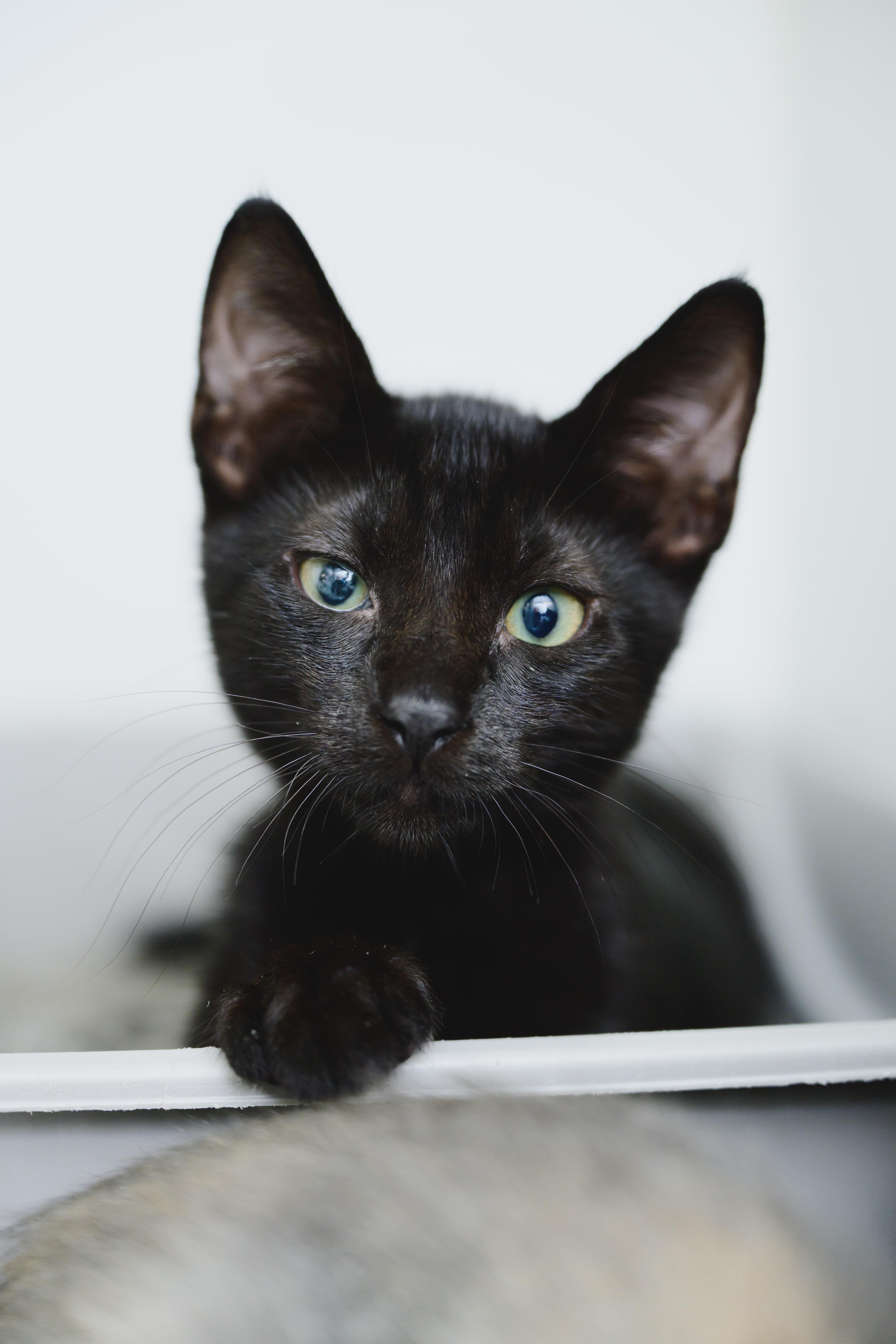 Enlarge Saucy, a Adoptable Domestic Short Hair in Honolulu, HI image 1/6