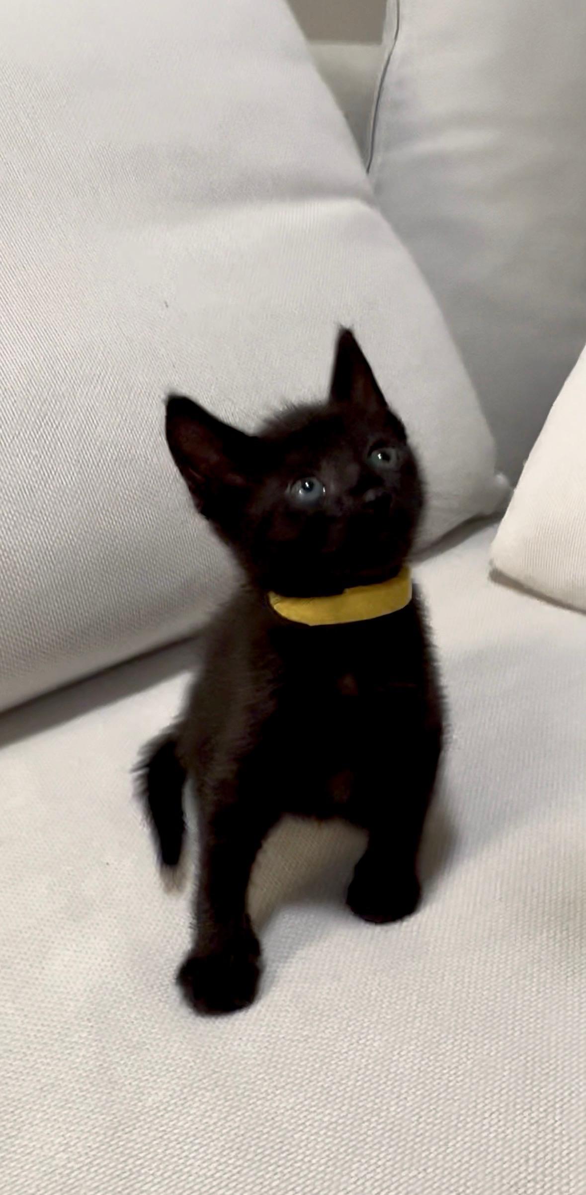Enlarge Saucy, a Adoptable Domestic Short Hair in Honolulu, HI image 2/6