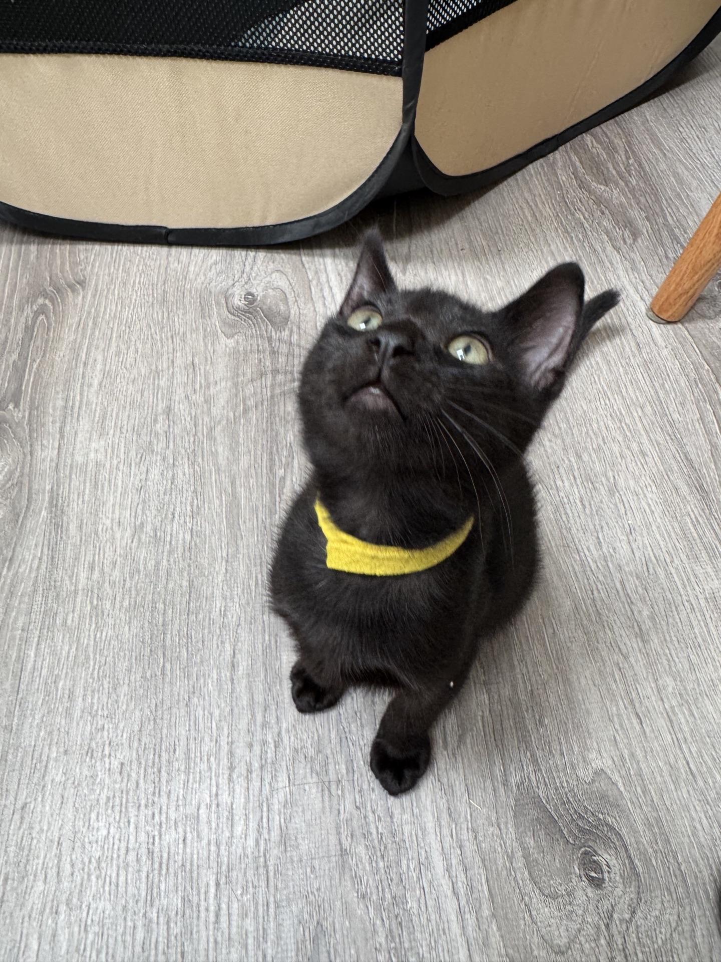 Enlarge Saucy, a Adoptable Domestic Short Hair in Honolulu, HI image 3/6