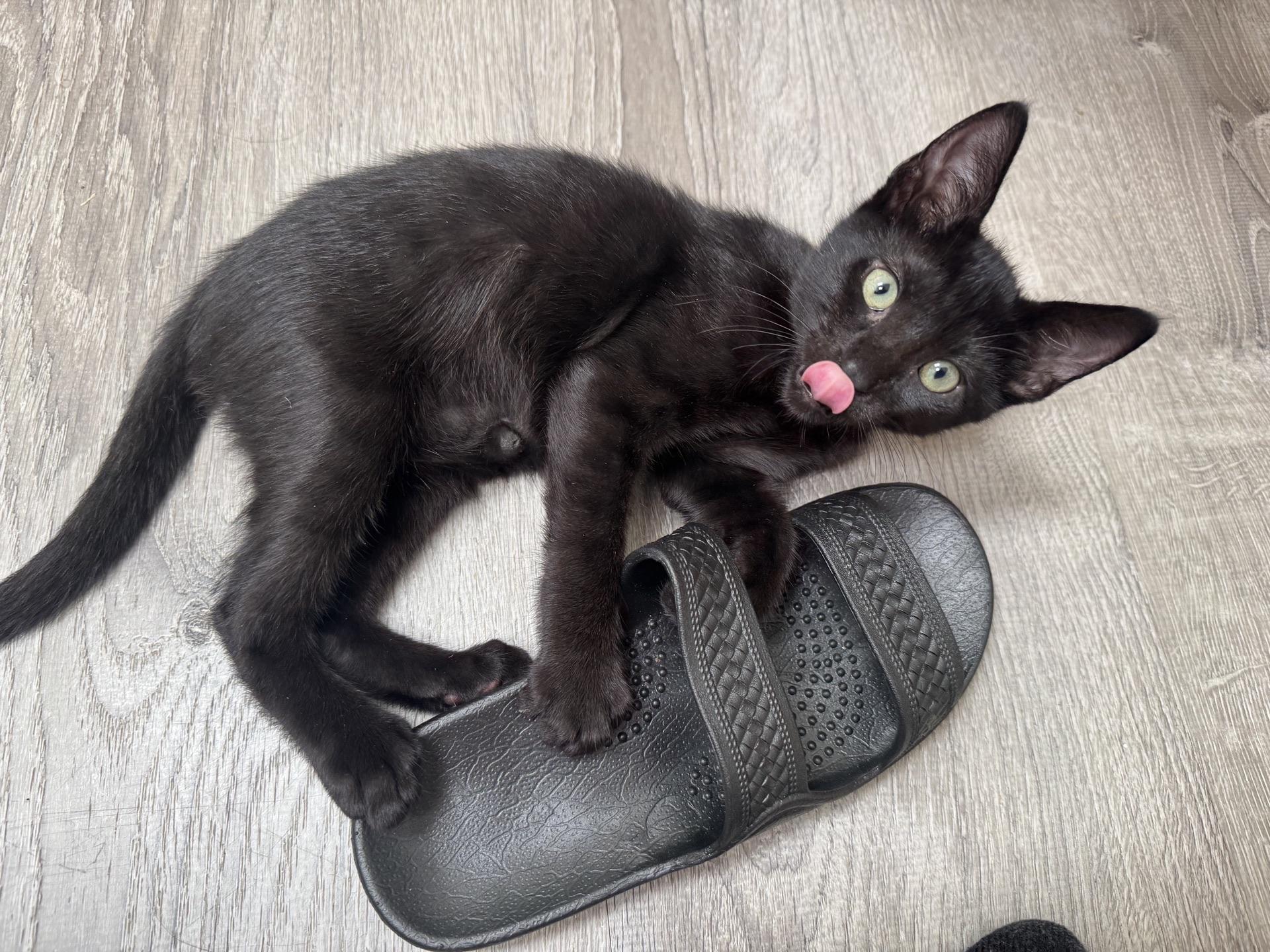 Enlarge Saucy, a Adoptable Domestic Short Hair in Honolulu, HI image 4/6