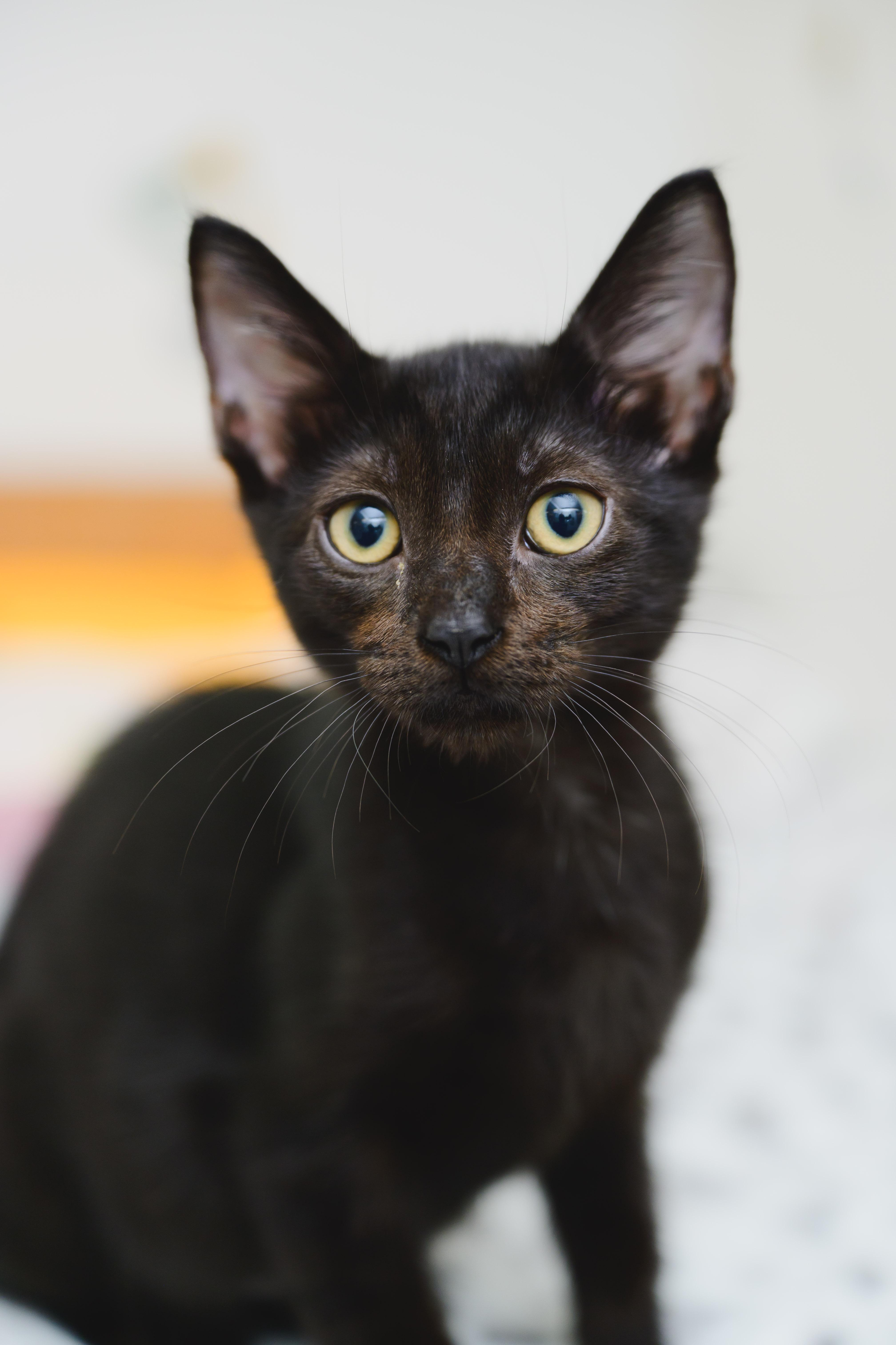 Enlarge Saucy, a Adoptable Domestic Short Hair in Honolulu, HI image 5/6