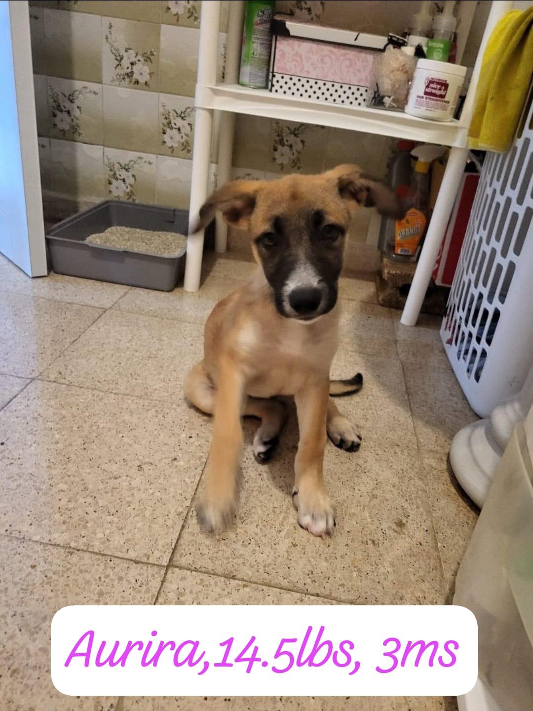 Enlarge Aurora, a ADOPTABLE mixed breed in New York, NY image 2/4