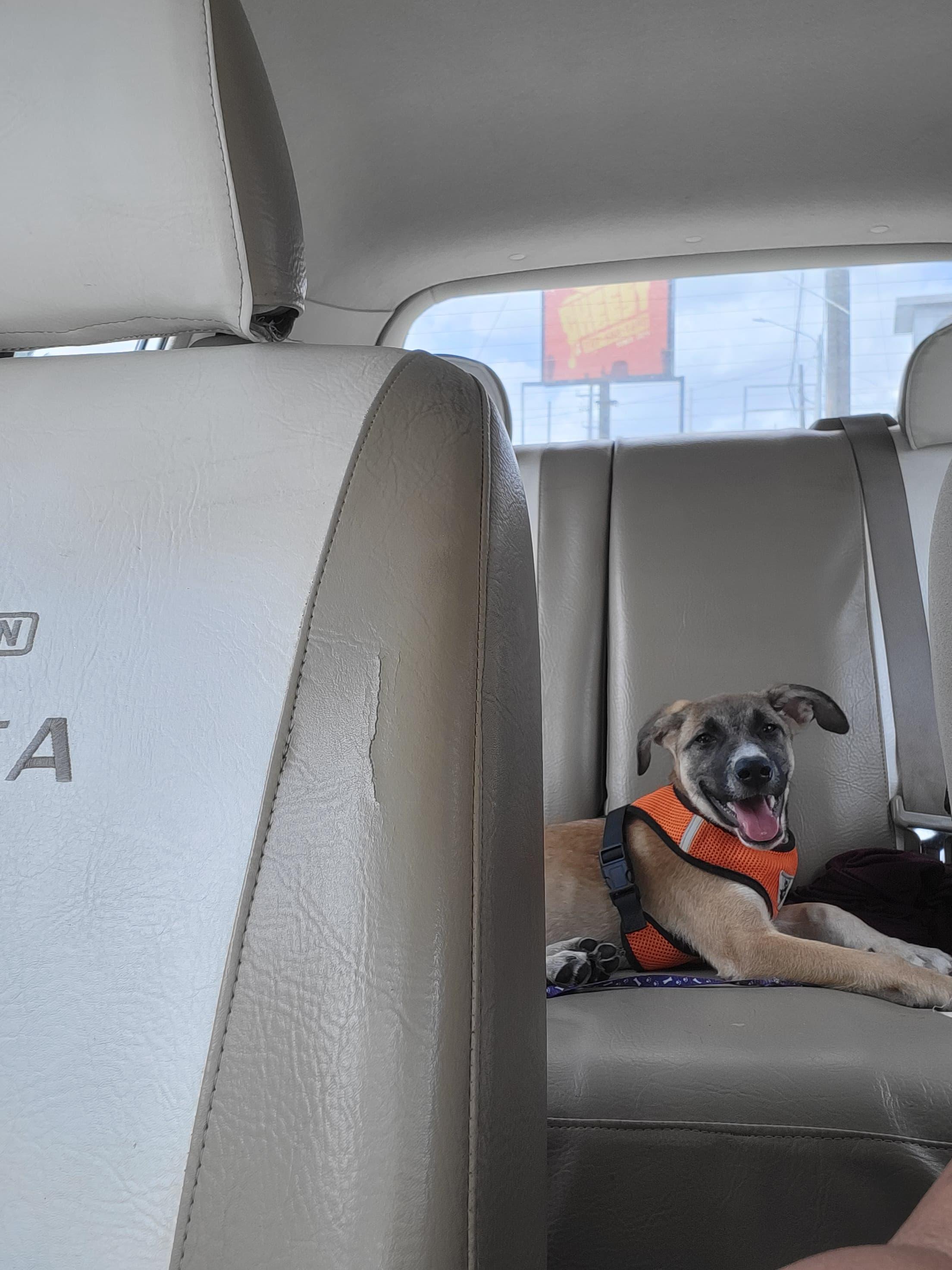 Enlarge Aurora, a ADOPTABLE mixed breed in New York, NY image 3/4