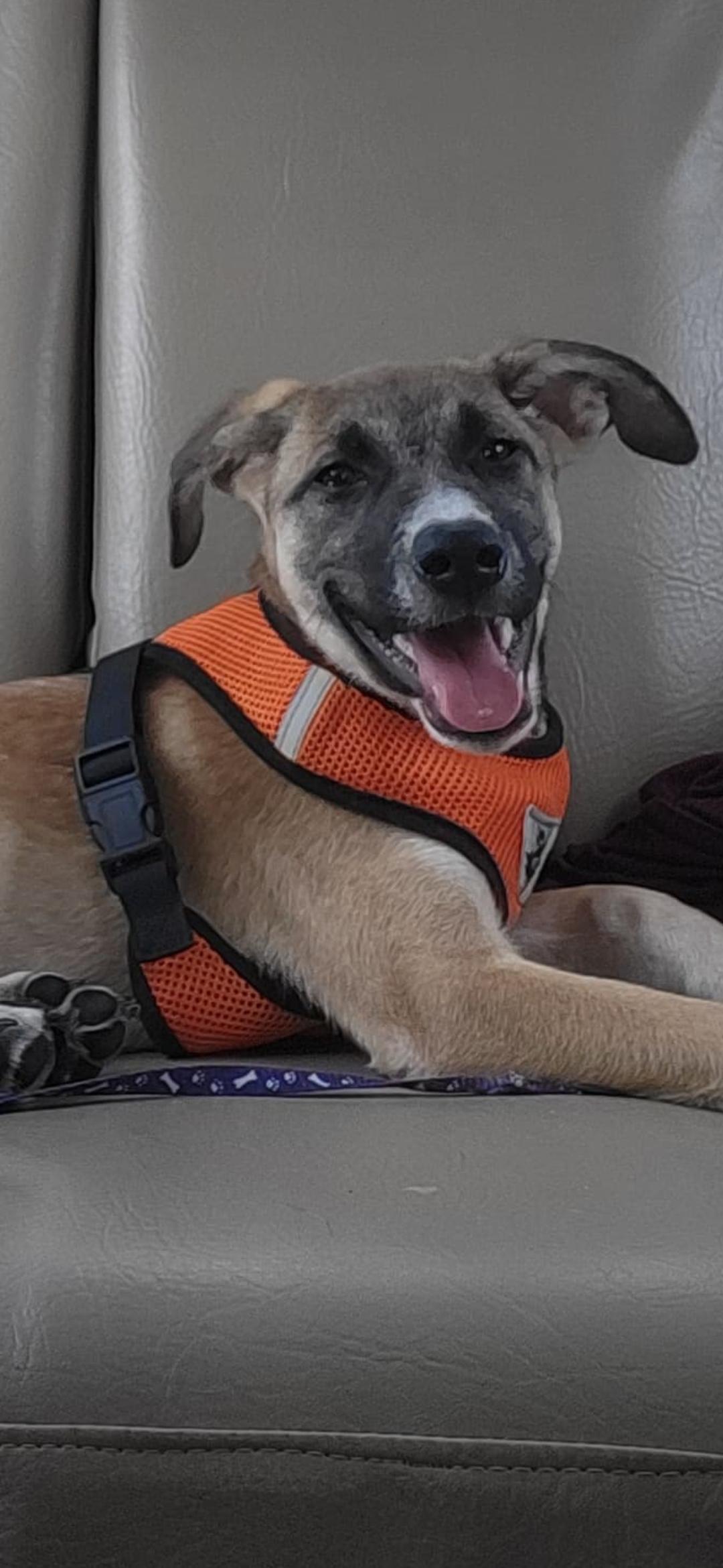 Enlarge Aurora, a ADOPTABLE mixed breed in New York, NY image 4/4