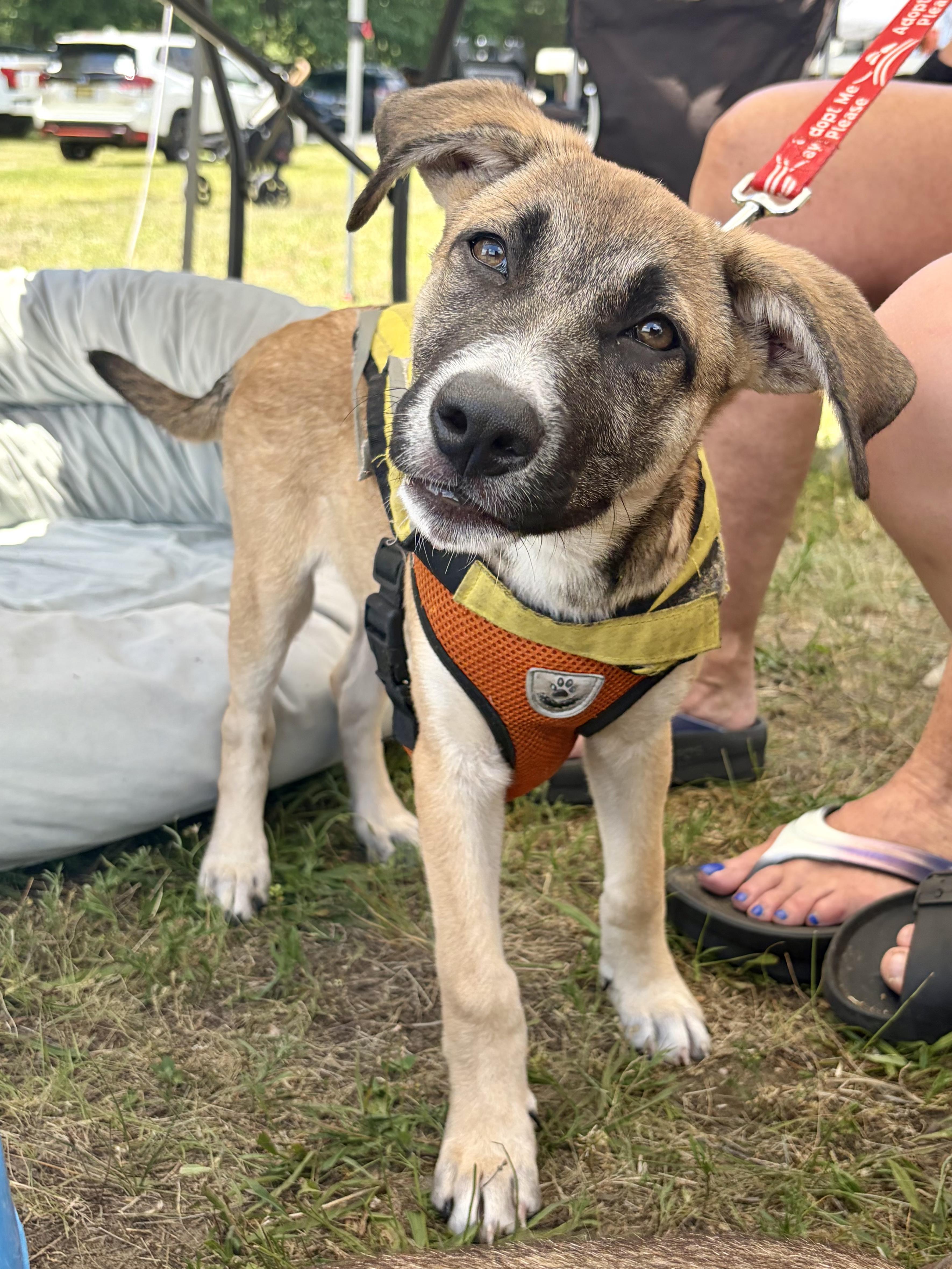 Aurora, ADOPTABLE, Puppy Female Shepherd.