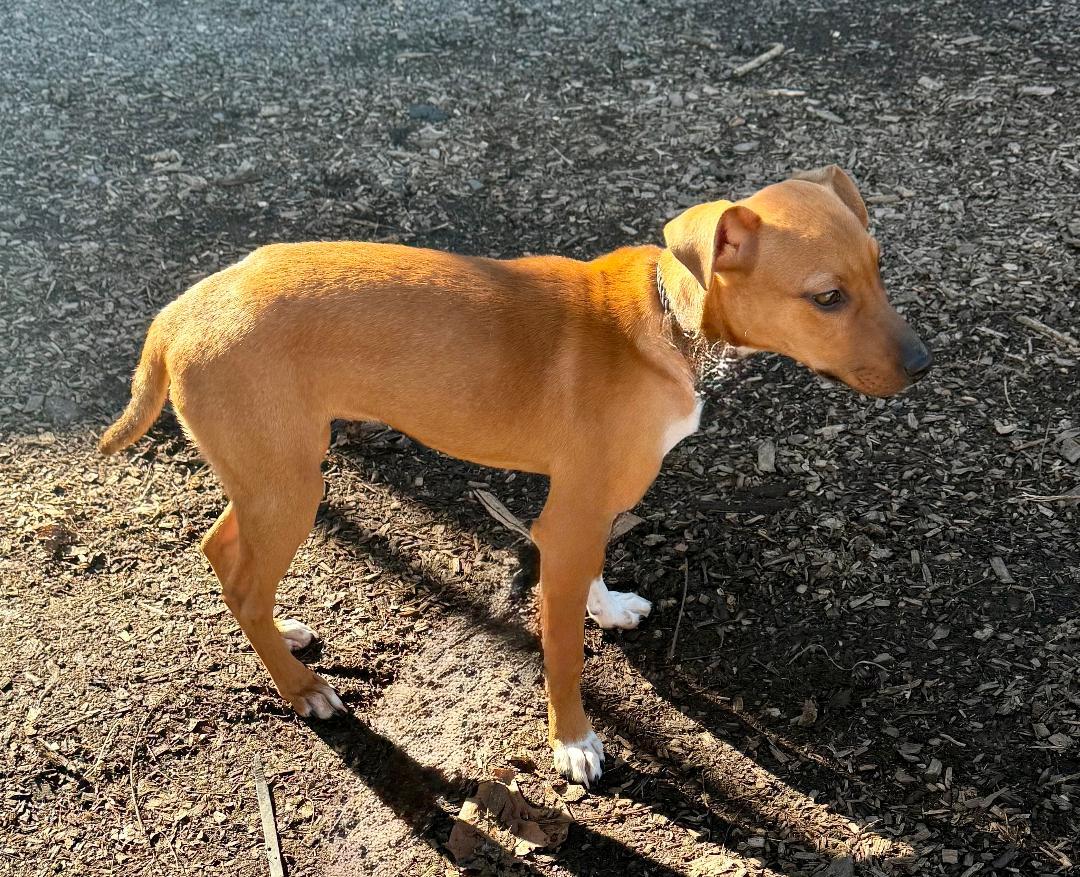 Enlarge Sunny, a Adoptable mixed breed in Wanaque, NJ image 1/2