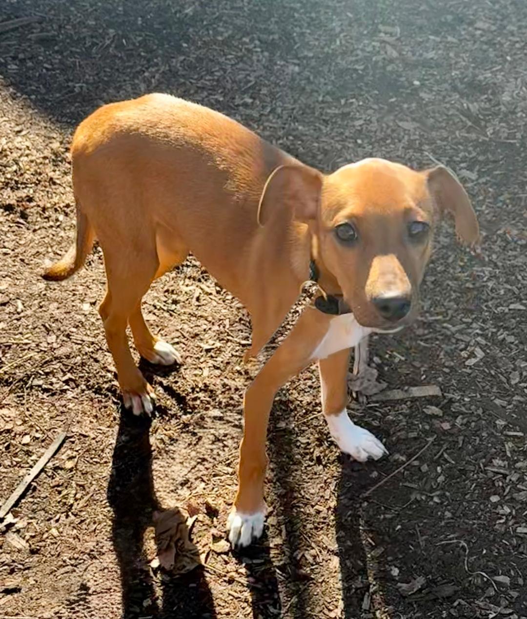 Enlarge Sunny, a Adoptable mixed breed in Wanaque, NJ image 2/2