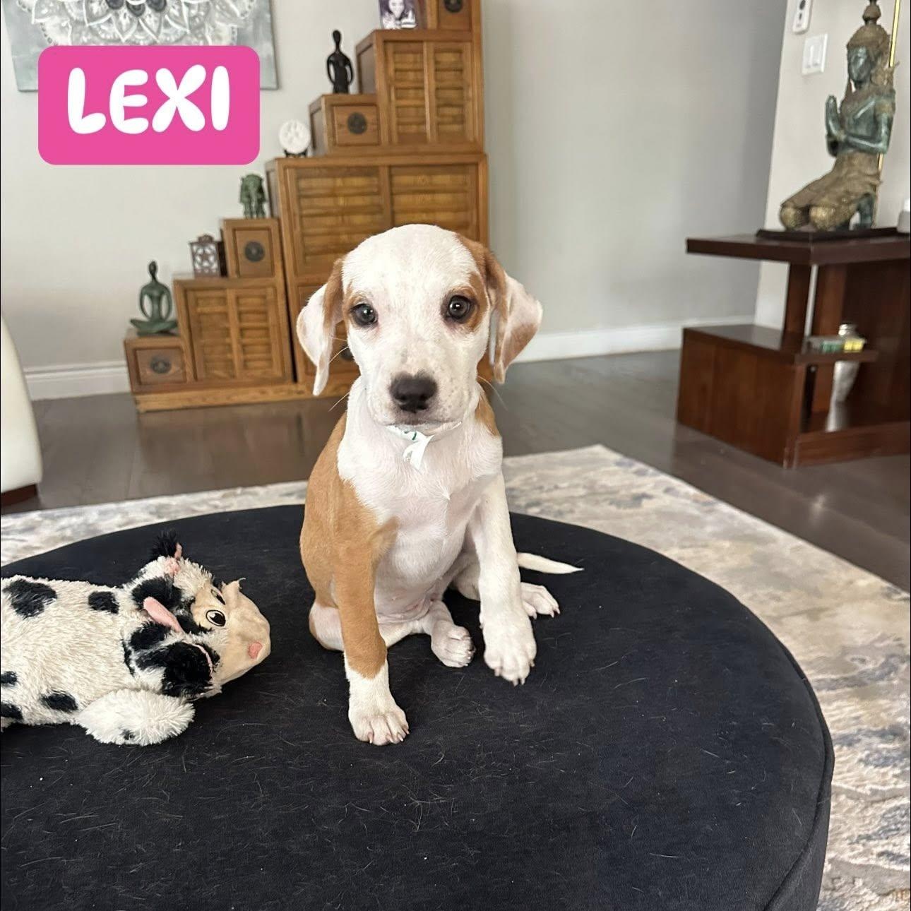 Lexi
