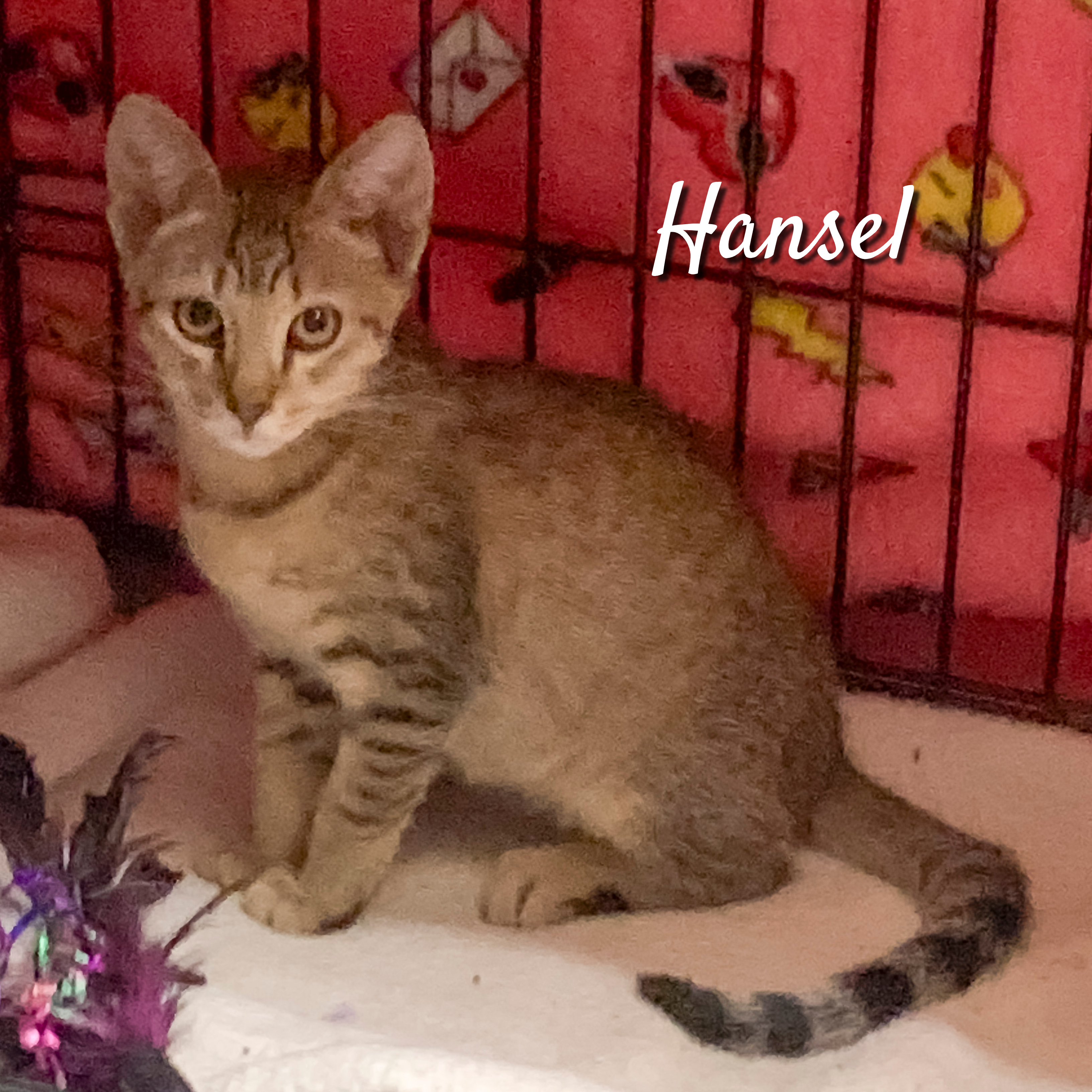 Gretel [bonded with Hansel]