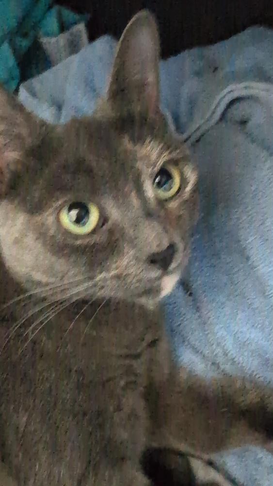 Rosemary, a Adoptable mixed breed in Brandon, FL image 1/4