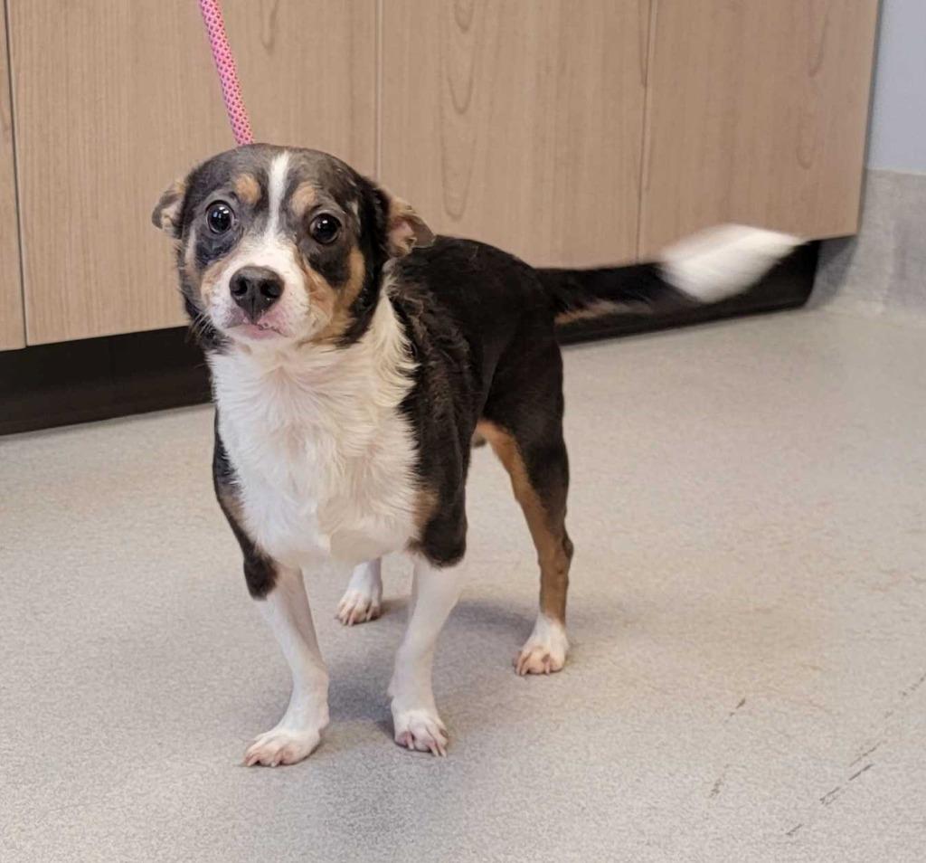 Hester, a Adoptable mixed breed in Chillicothe, OH image 1/2