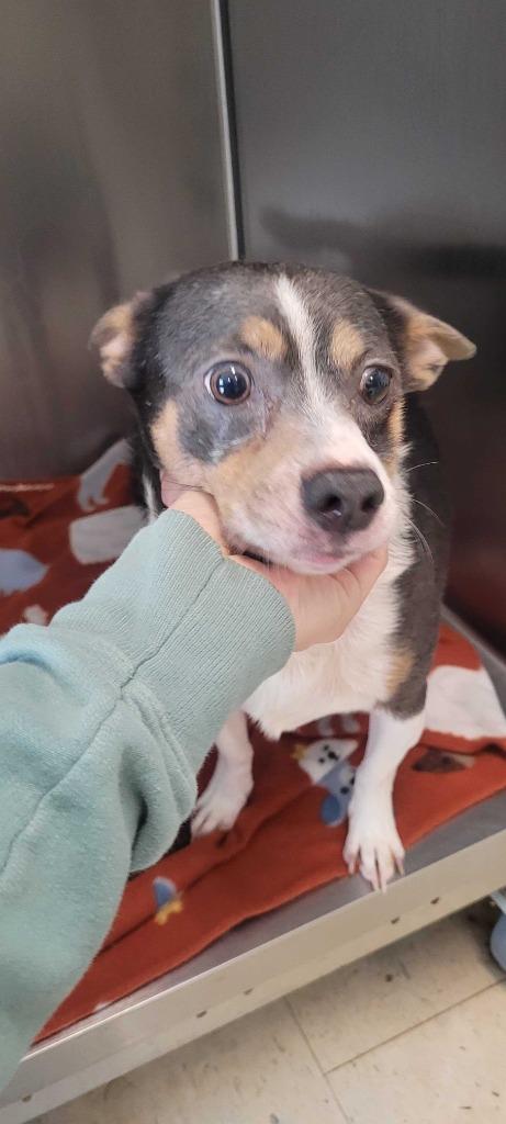 Hester, a Adoptable mixed breed in Chillicothe, OH image 2/2