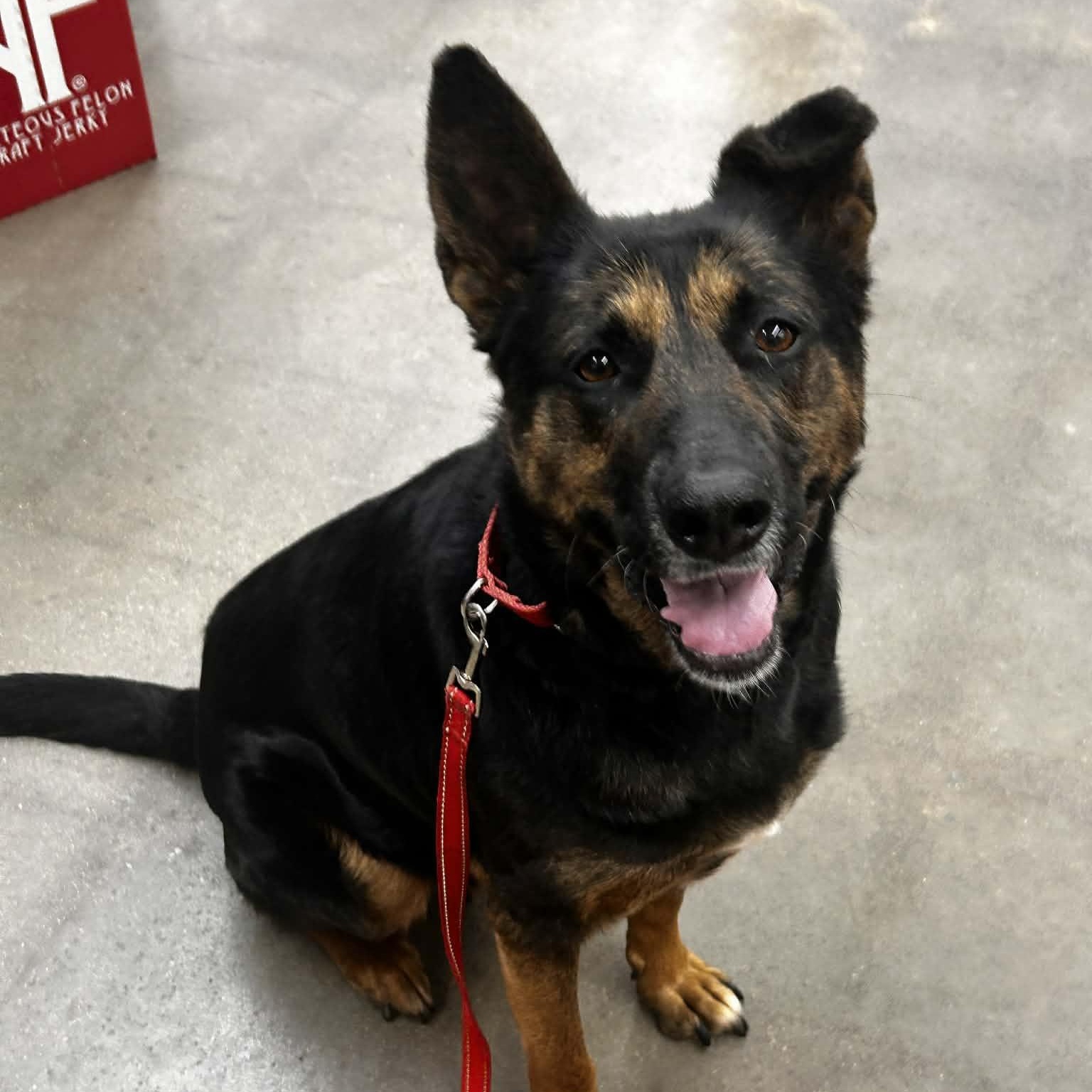 Gracie, Adoptable, Adult Female German Shepherd Dog.