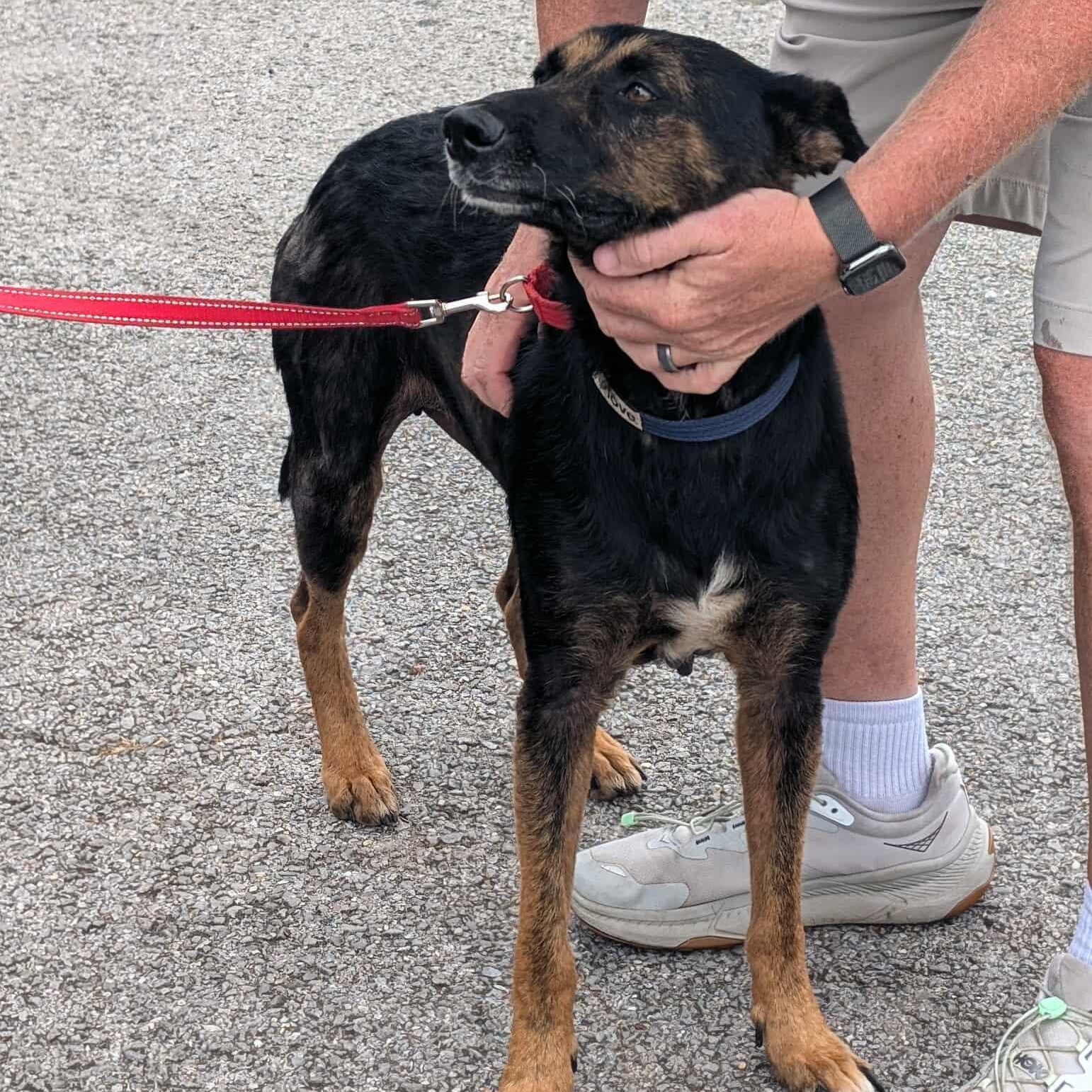 Enlarge Gracie, a Adoptable mixed breed in Hopkinton, MA image 6/6