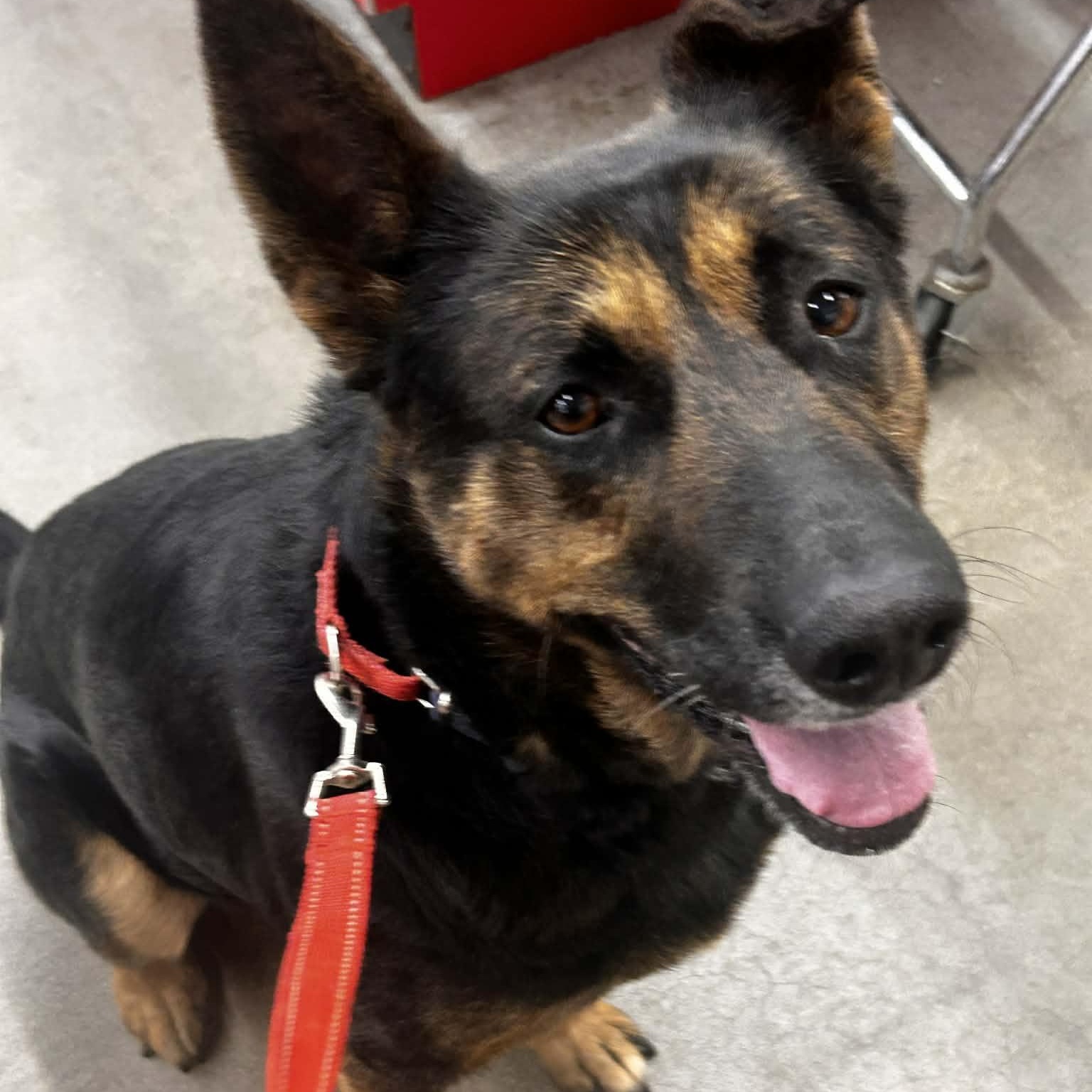 Enlarge Gracie, a Adoptable mixed breed in Hopkinton, MA image 4/6