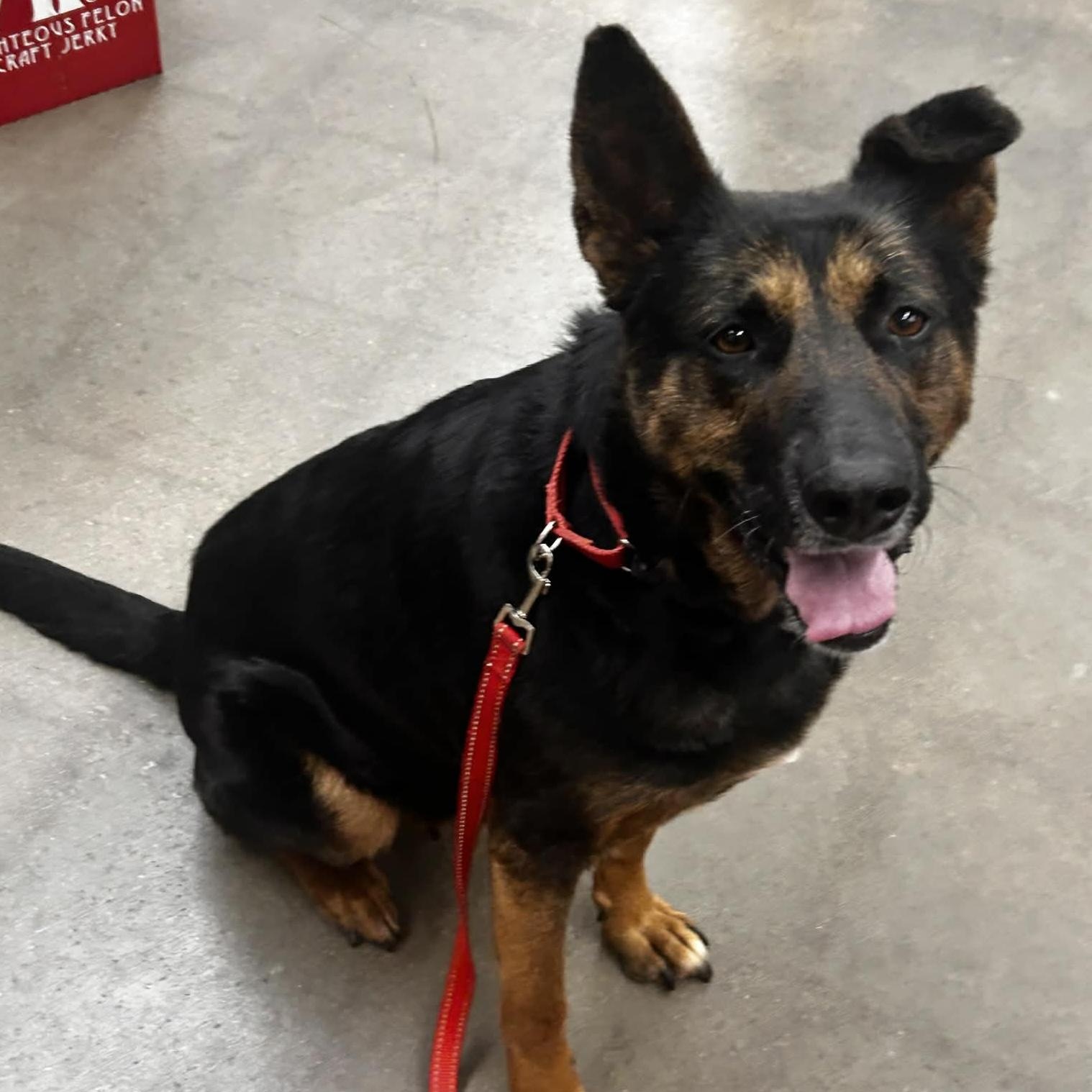 Enlarge Gracie, a Adoptable mixed breed in Hopkinton, MA image 5/6