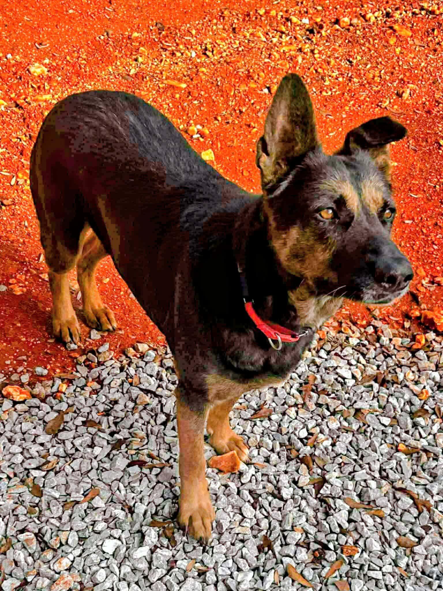 Enlarge Gracie, a Adoptable mixed breed in Hopkinton, MA image 3/6