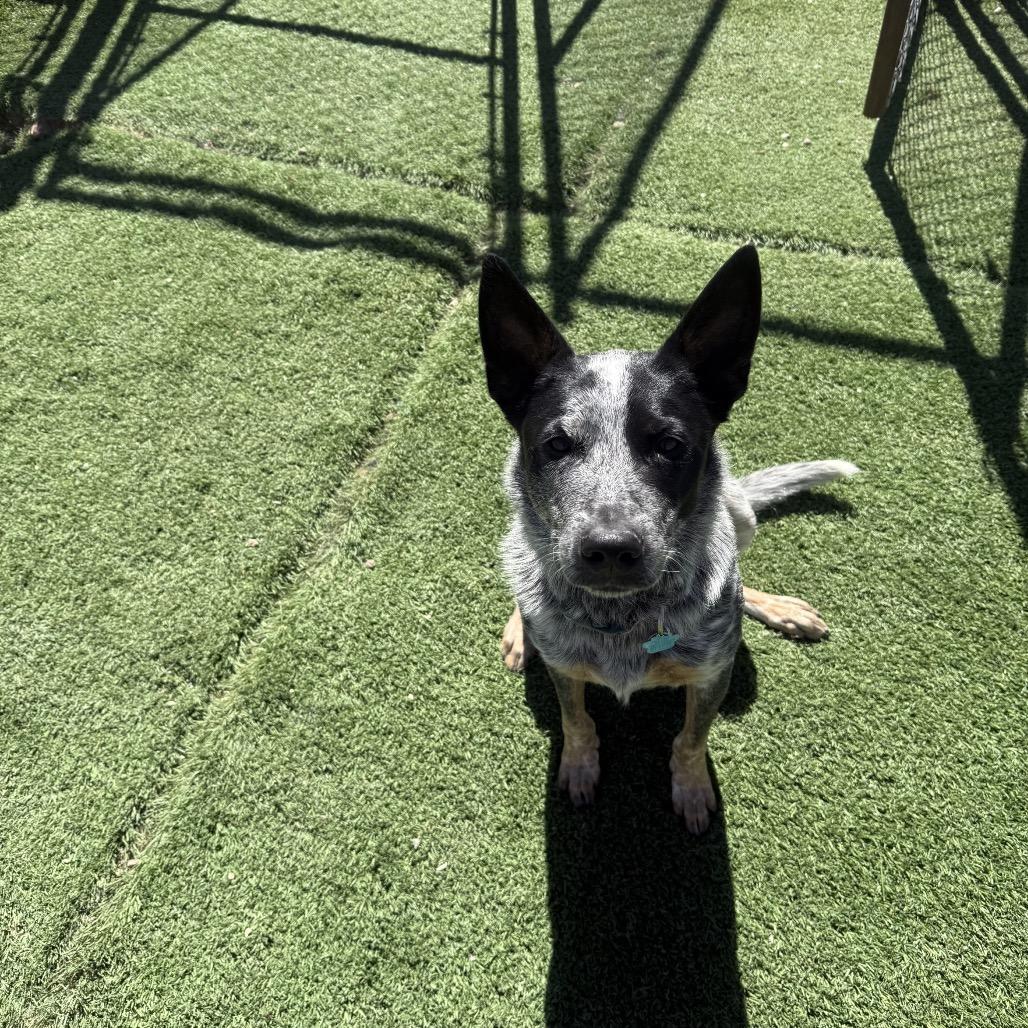 Mr Golden Paws , a ADOPTABLE Australian Cattle Dog / Blue Heeler in Torrey, UT image 2/3