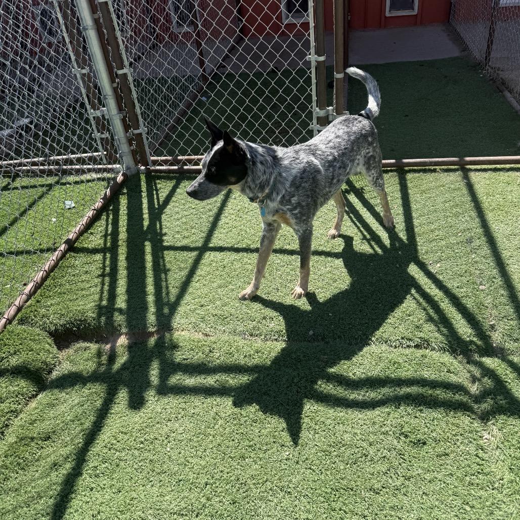 Mr Golden Paws , a ADOPTABLE Australian Cattle Dog / Blue Heeler in Torrey, UT image 3/3