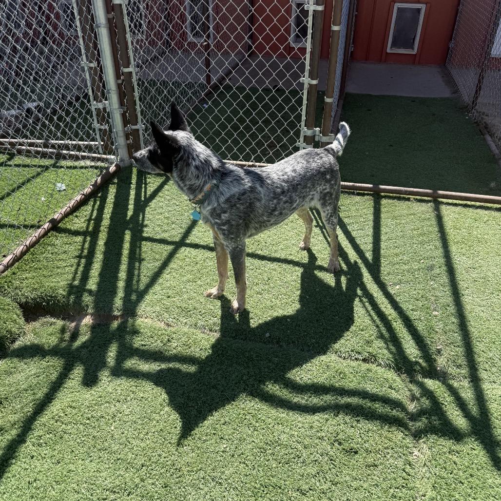 Mr Golden Paws , a ADOPTABLE Australian Cattle Dog / Blue Heeler in Torrey, UT image 1/3