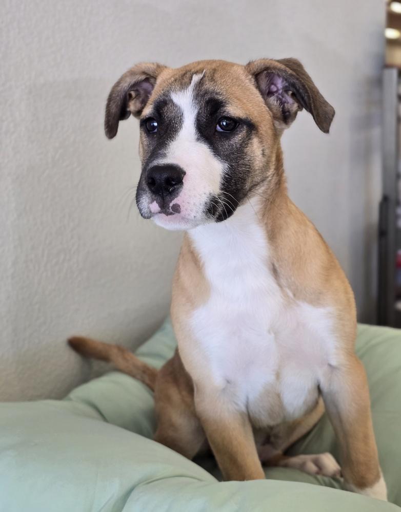 Tartlet, Adoptable, Puppy Female Pit Bull Terrier & German Shepherd Dog.
